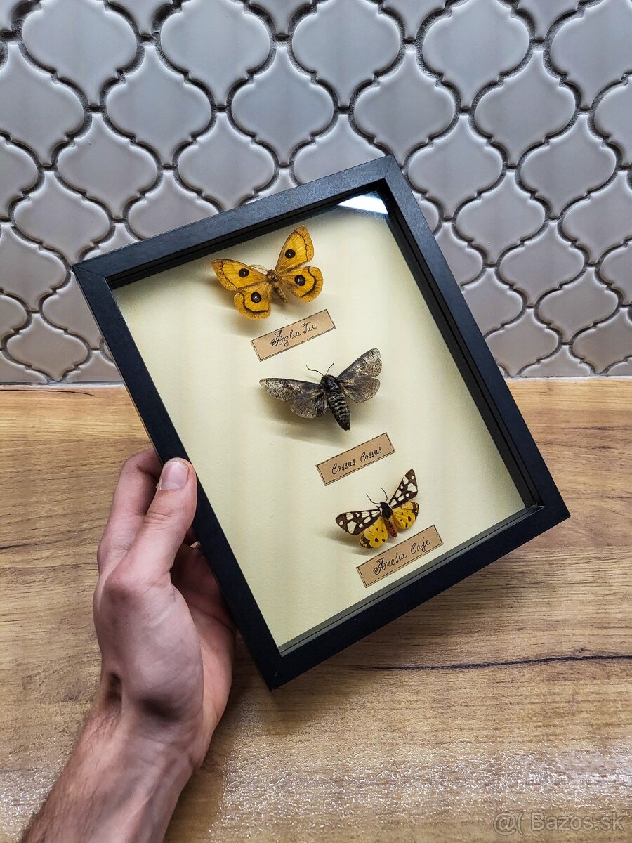 Motýle v ráme - 5