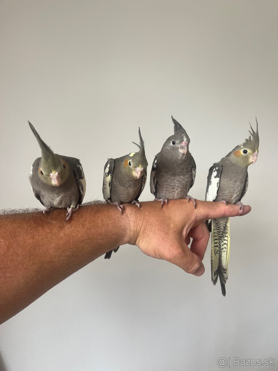 Korely ručne dokrmena Krotká - 5