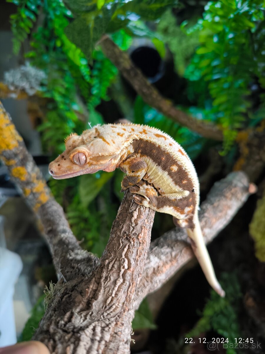 Pagekon riasnaty - 5