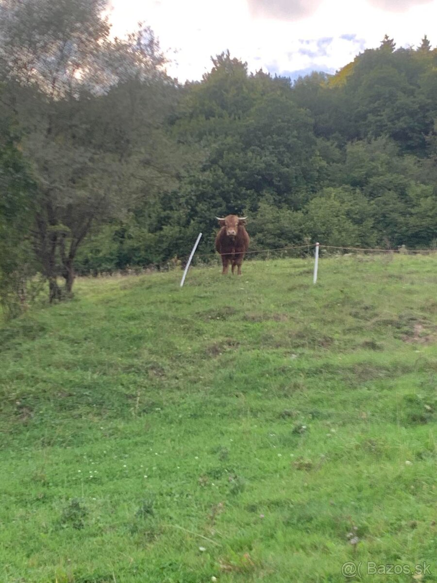 Býk na pripúšťanie - 5