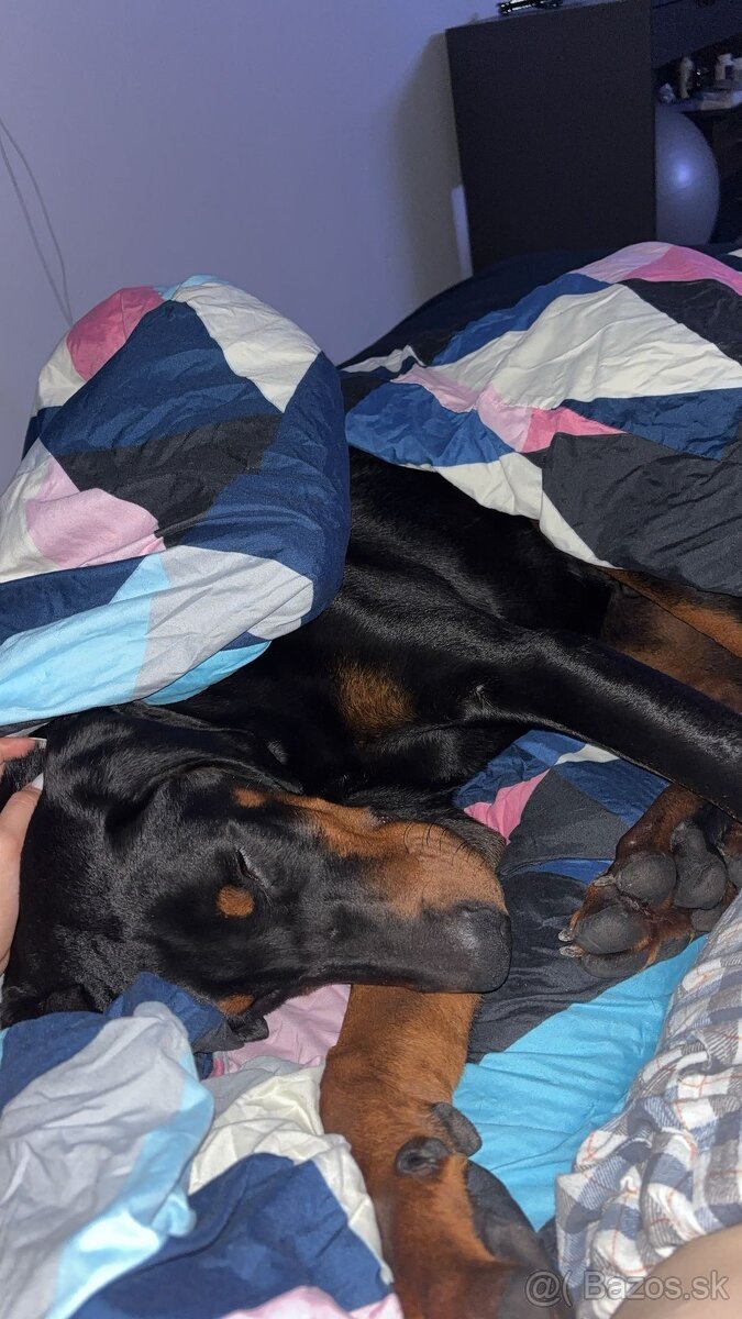 Doberman - 5