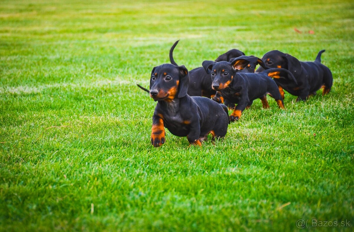 Jazvecik kratkosrsty trpaslici - 5