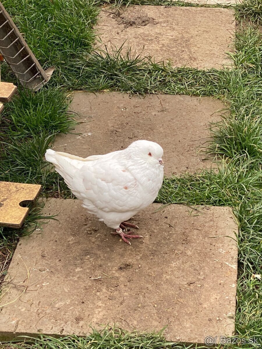 Predám holuby - 5