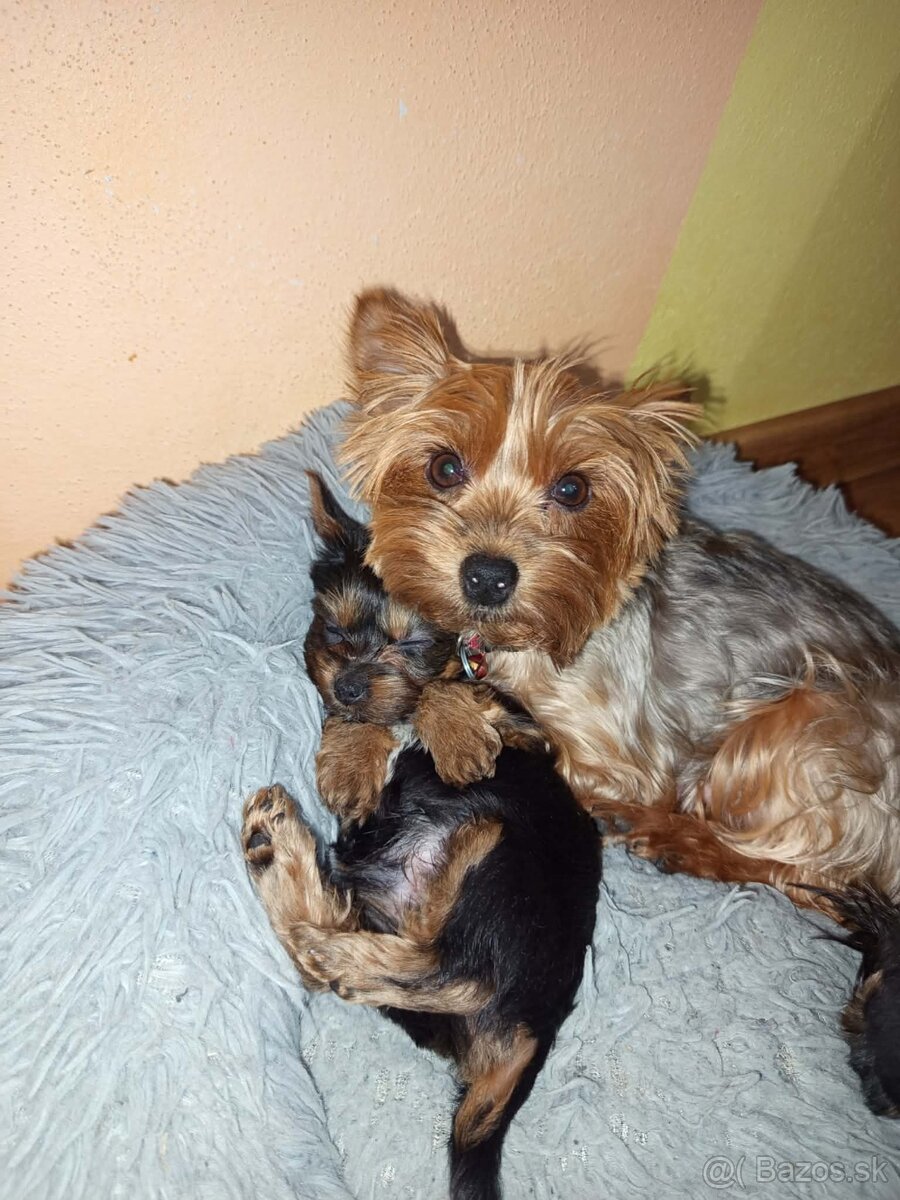 Yorkshirsky terier - 5