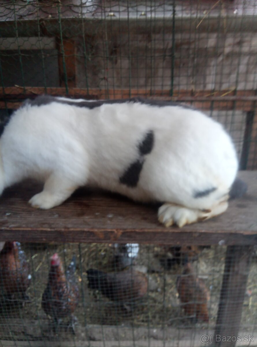 Nemecký obrovitý strakáč - 5