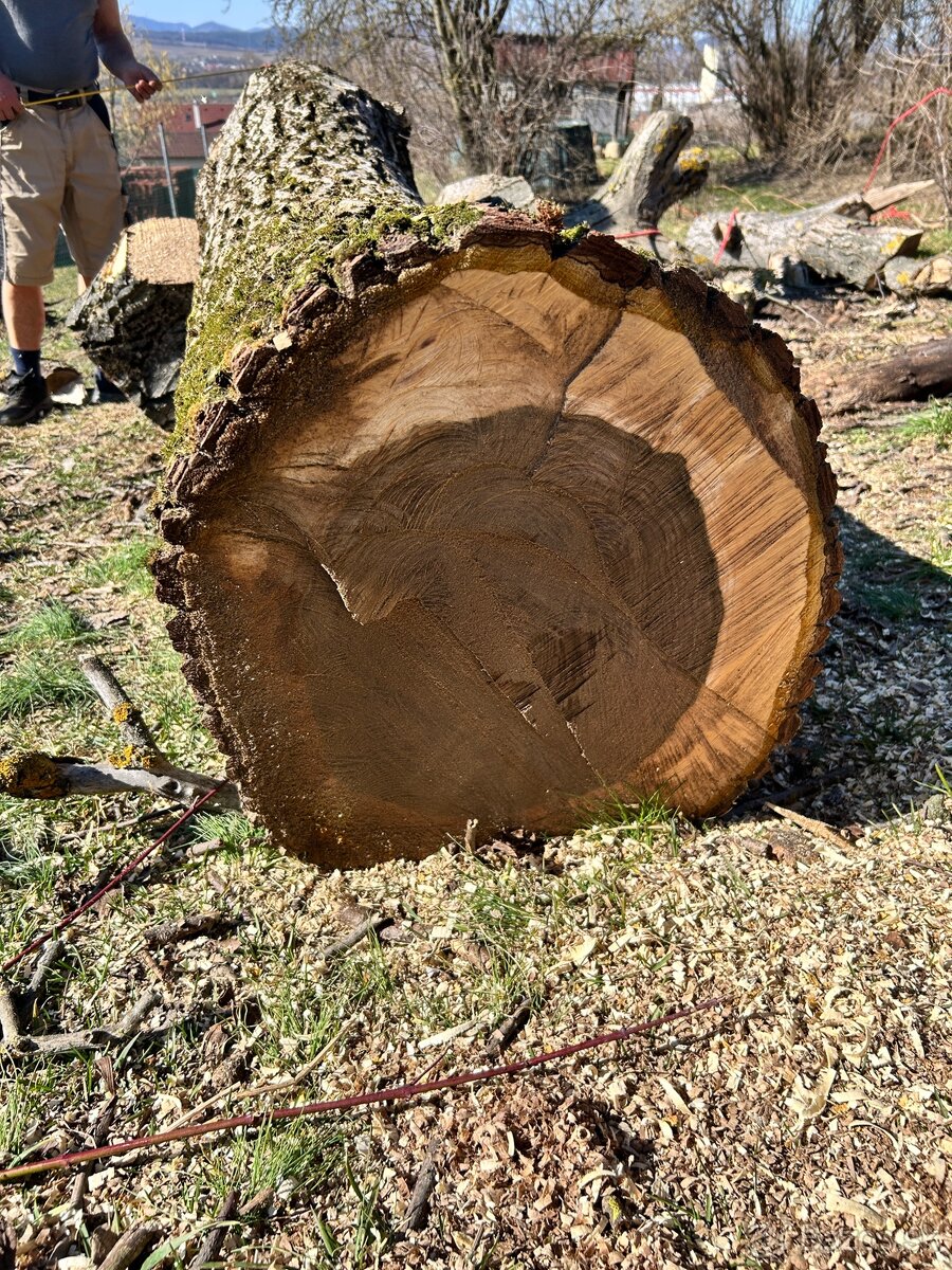 Orechový strom - 5