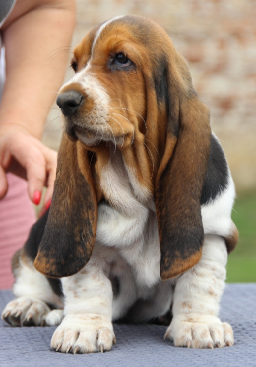 Basset hound - holčička Dulcibella s PP - 5