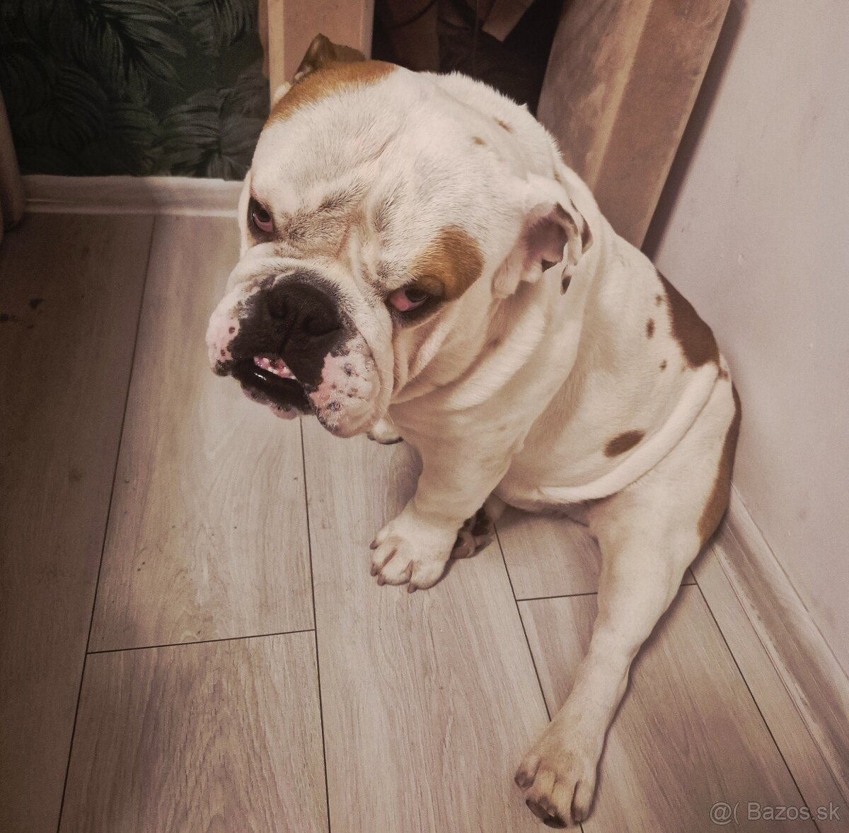 Anglicky buldog krytie - 5