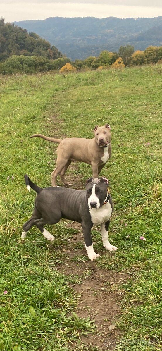 American Bully XL - 5