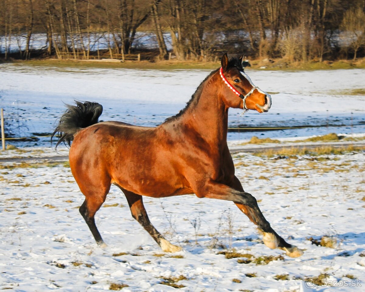 Pripúšťanie arabský plnokrvník - 5