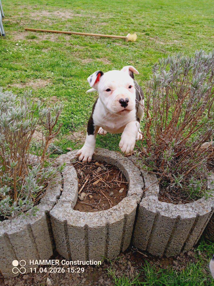 Americký Staforčírsky teriér , Amstaff - 5