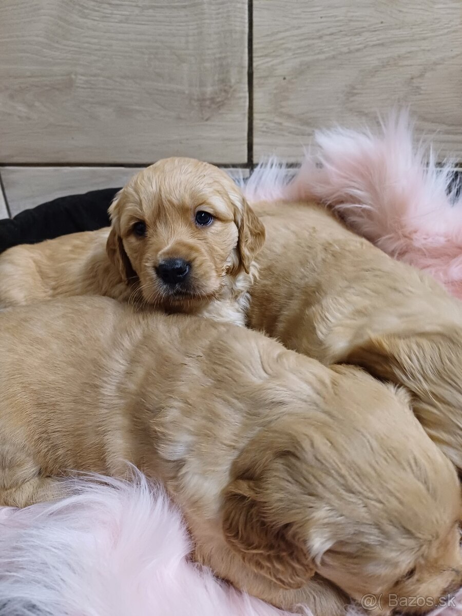 Zlatý retriever - 5