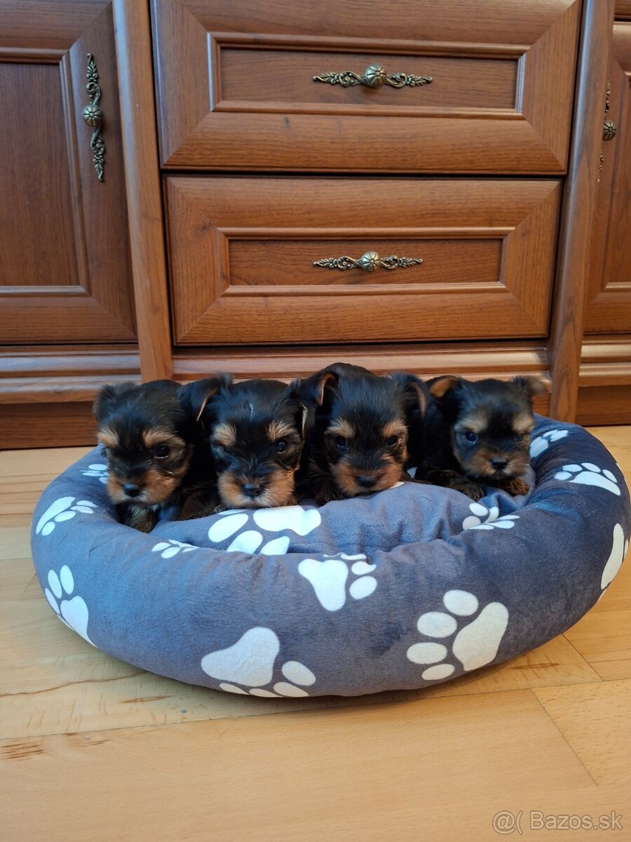 Yorkshirsky terier York - 5