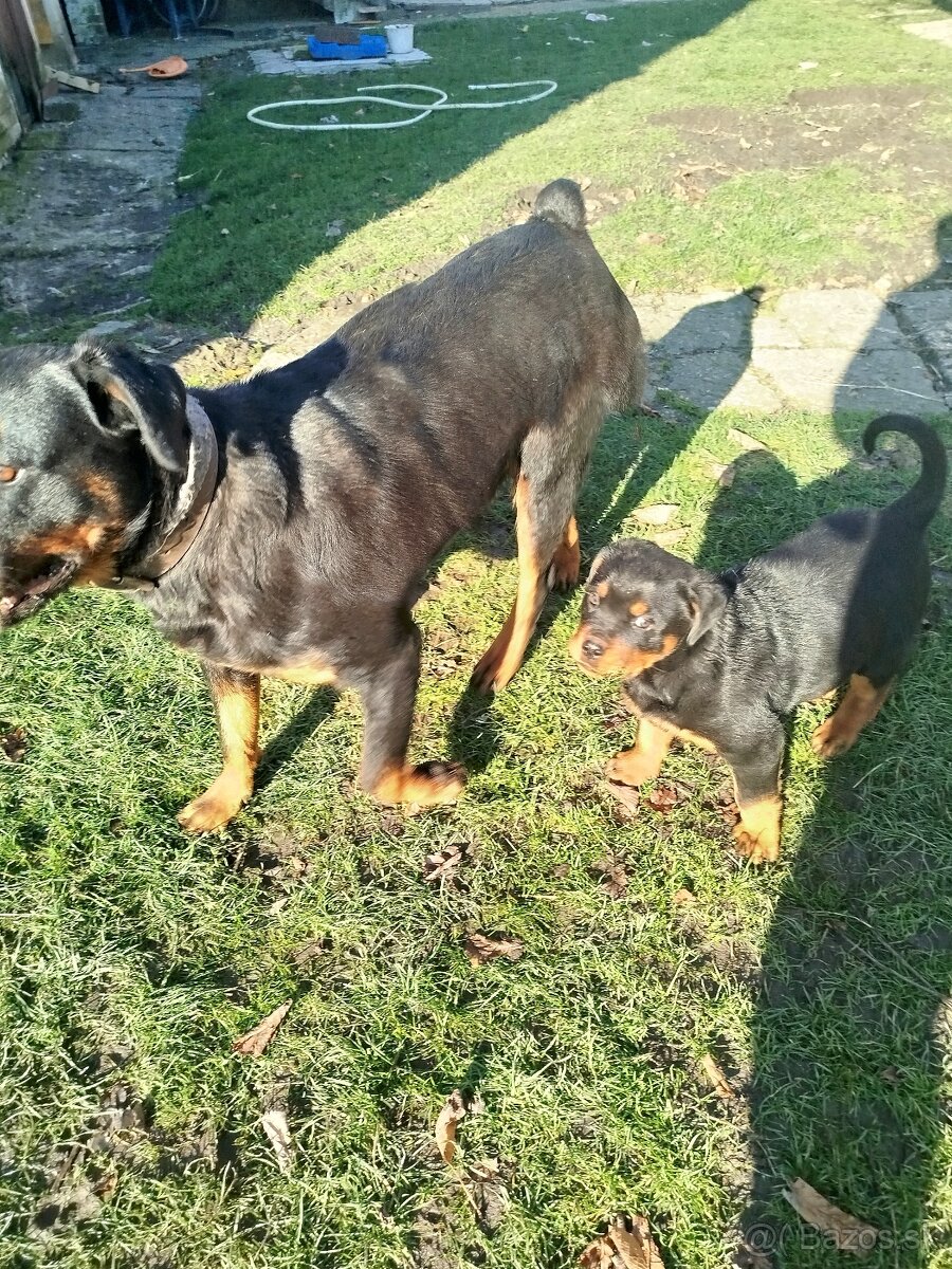 Šteniatko rotvajlera - 5