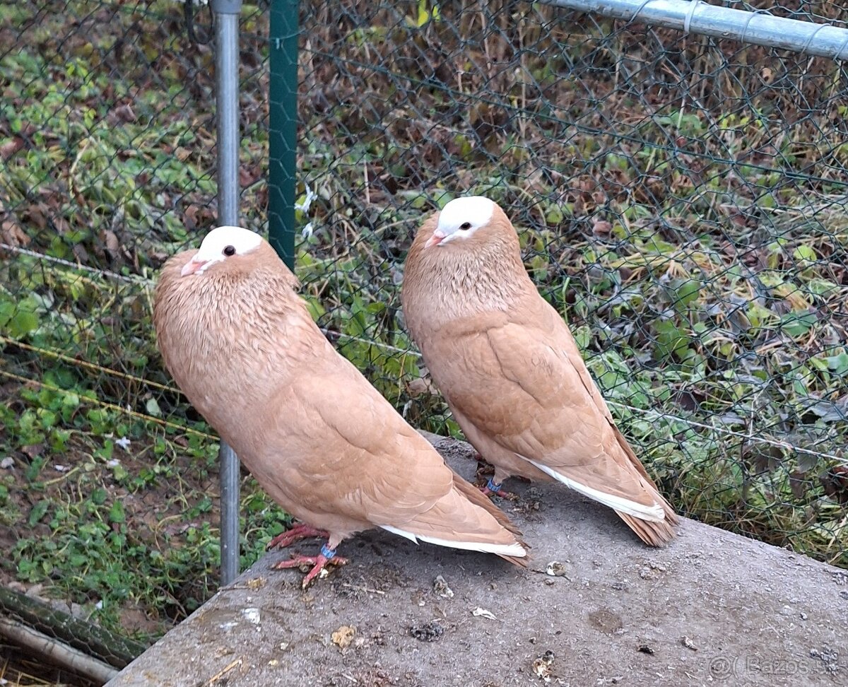 Slovenské hrvoliaky - 5