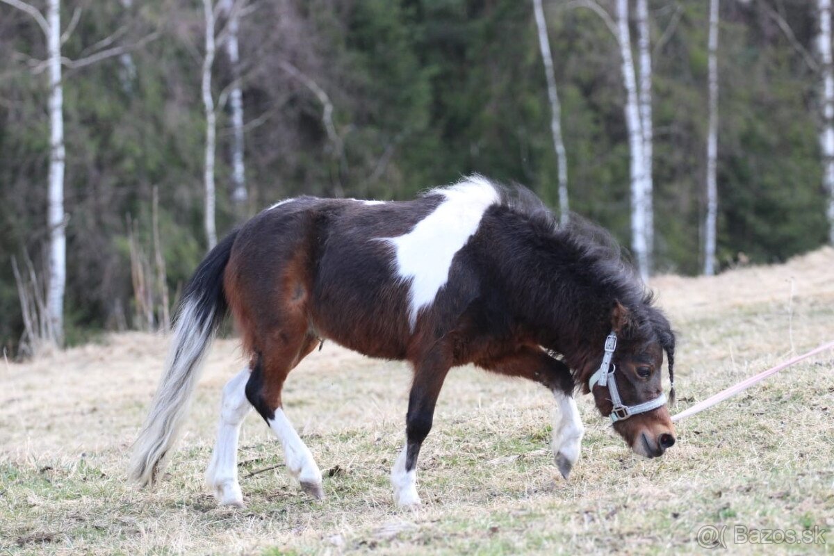 Belgický miniatúrny poník - 5