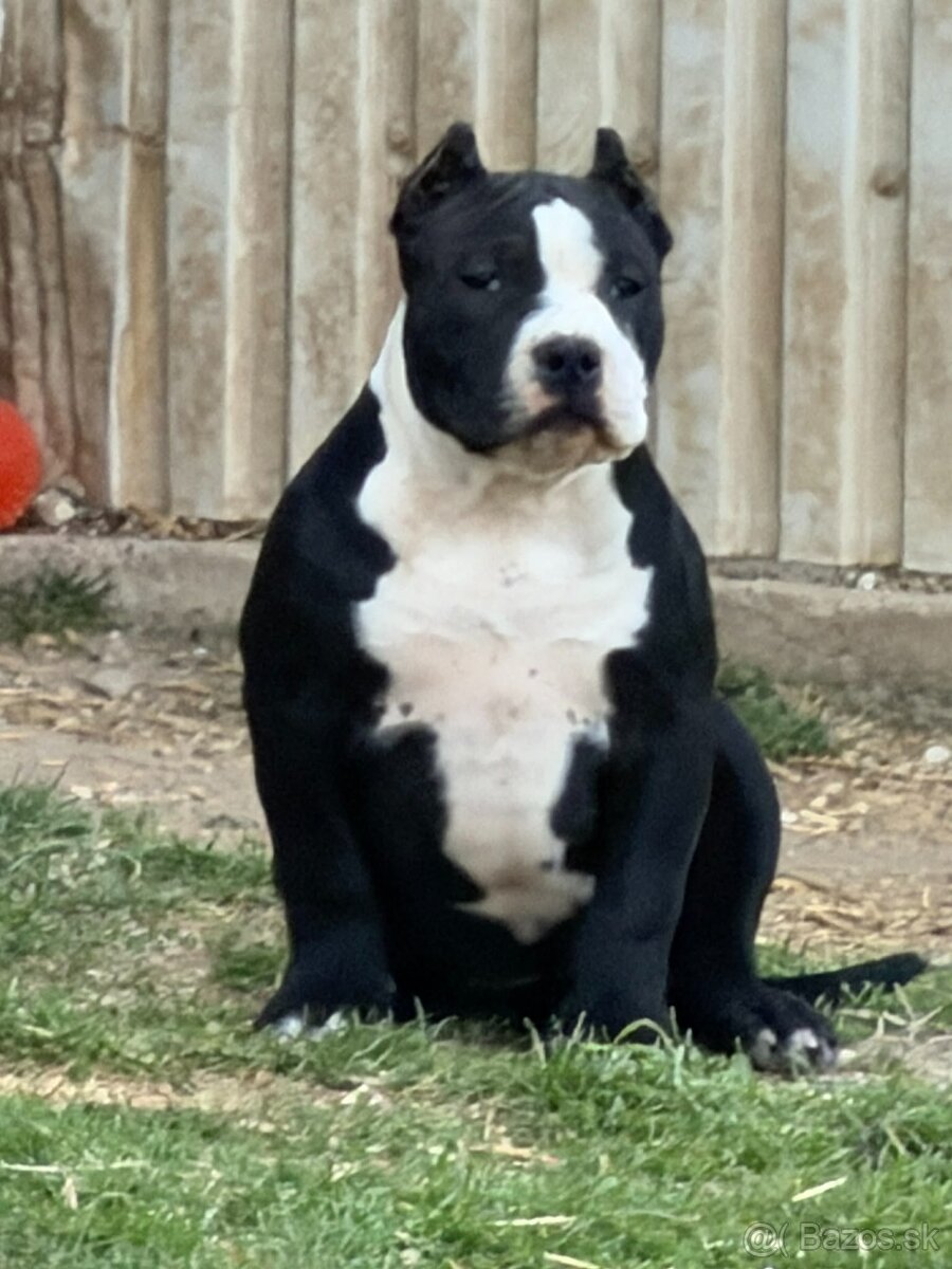 Na predaj American Bully - 5