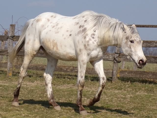 Appaloosa kobylka - 5