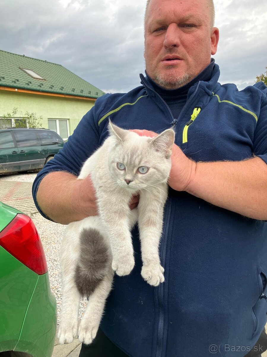 Predam krasne Britske Maciatko - 5