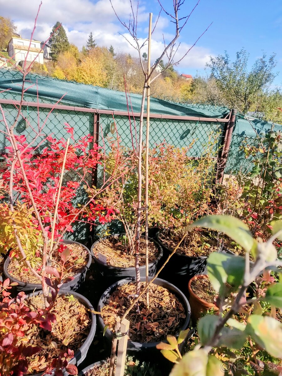 Predám Broskyňa , Marhuľa , Jabloň , Slivka , Hruška, Višňa. - 5