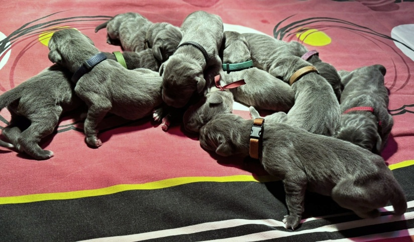 Německá doga modrá s PP - 5