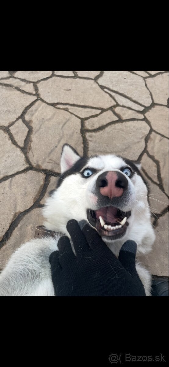 Darujem psa huskyho - 5