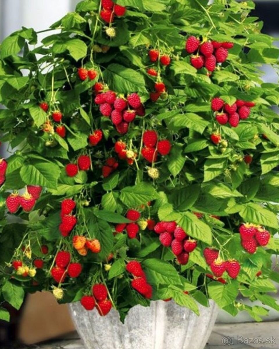 Predám maliny a iné korene a kríky, stromy. - 5