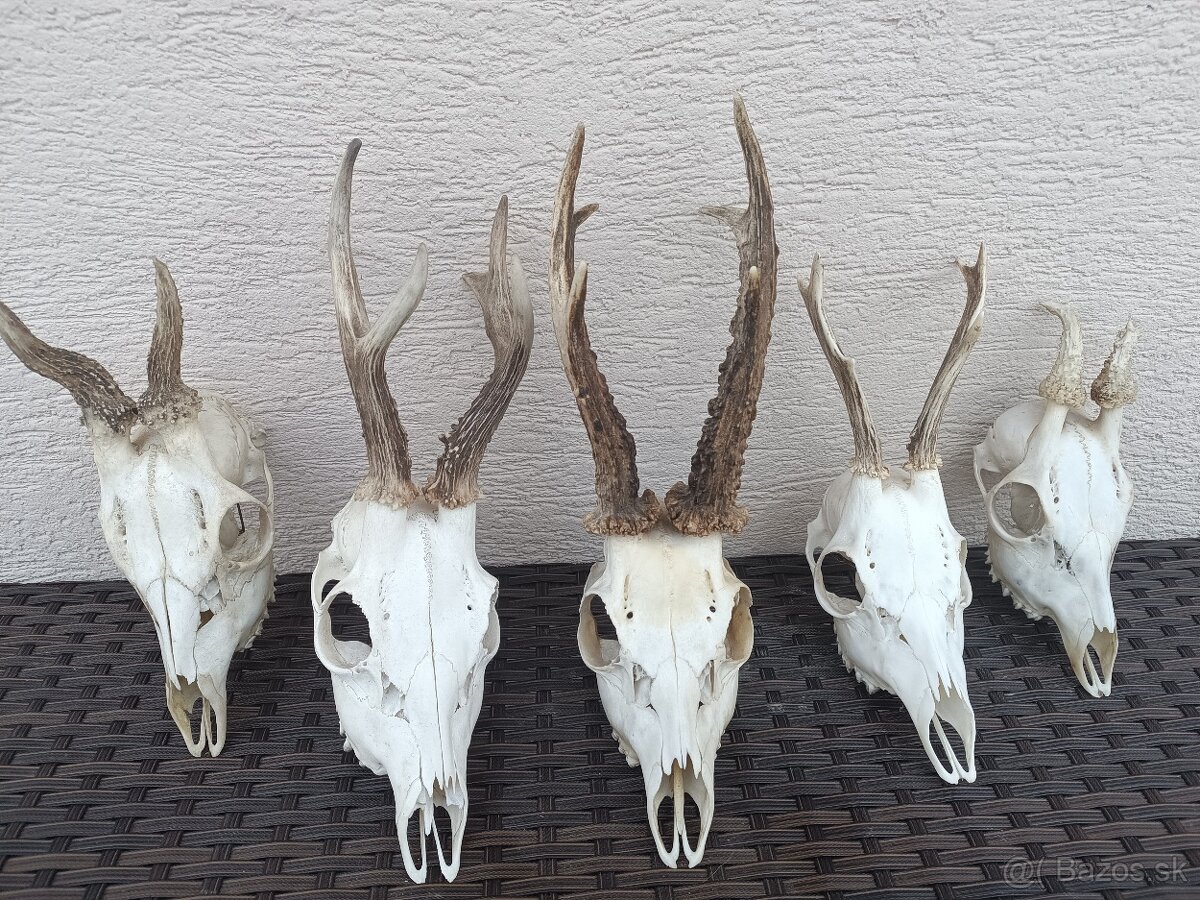 Parohy, zhody, trofeje, srnce - 5