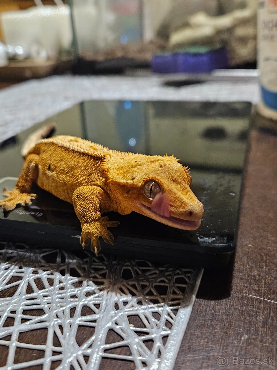 Samičky Pagekona riasnateho - 5