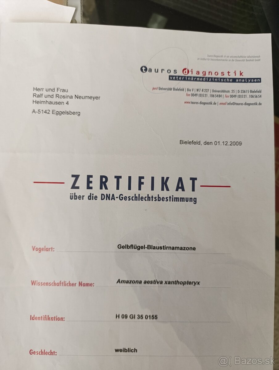 Amazoňan modročelý xanthopteryx. - 5