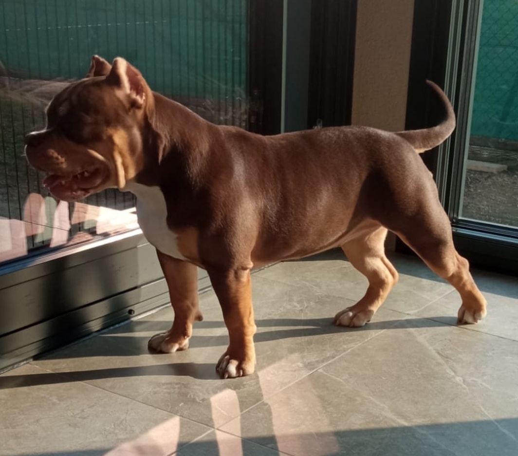 American bully Pocket / Standard s PP - 5