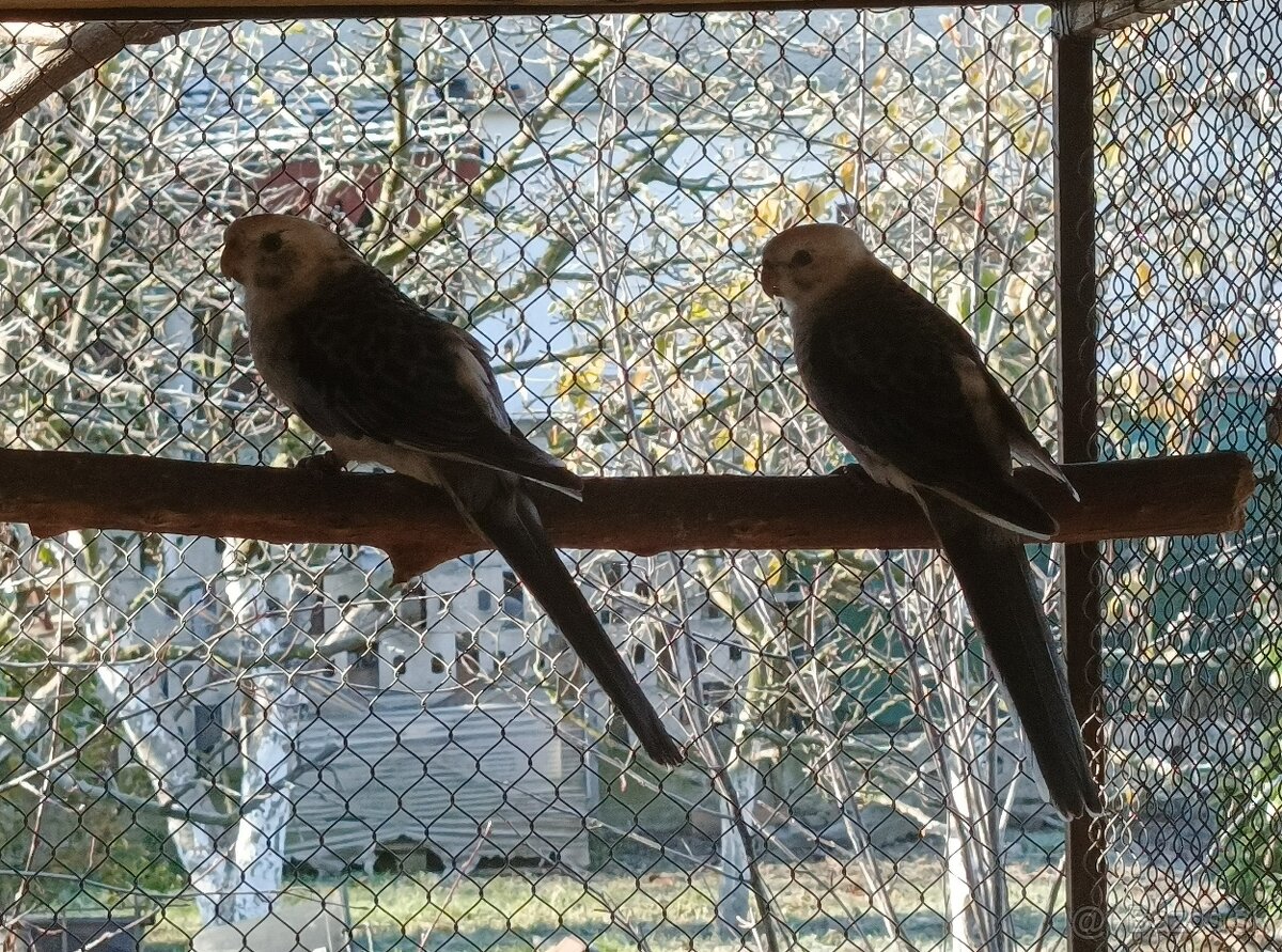 Predám rozely lutino, rubino, penant, andulky - 5