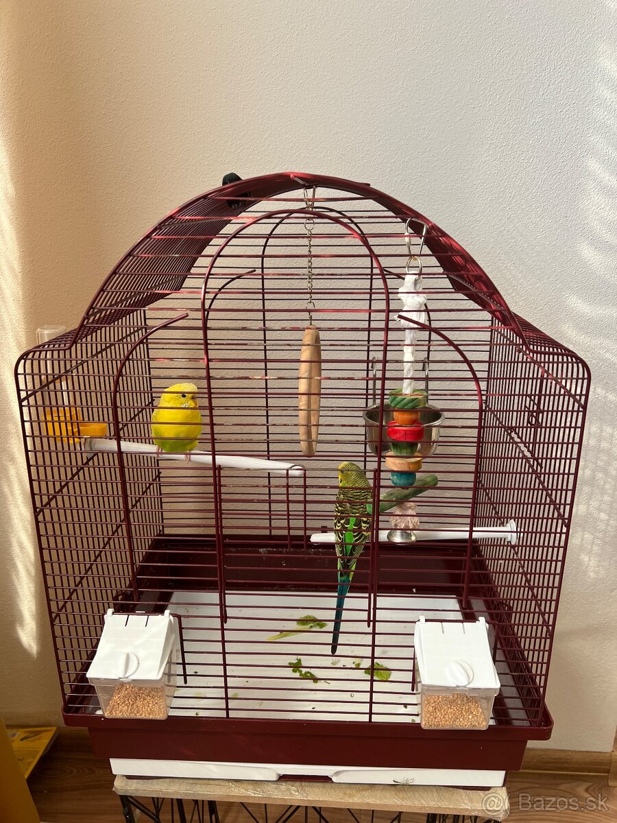 Na predaj dve andulky aj s kompletným vybavením a klietkou - 5