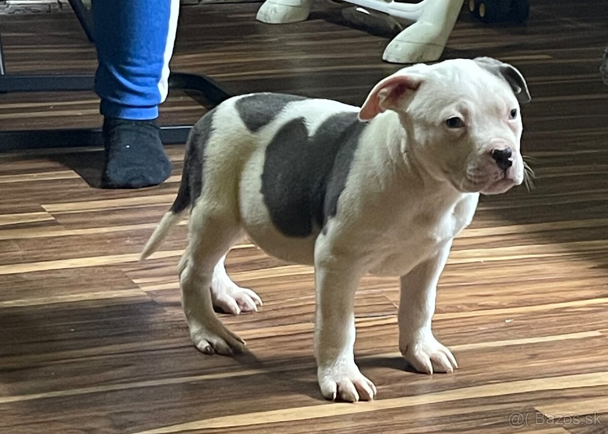 Americký stafordšírsky teriér, Staford - 5