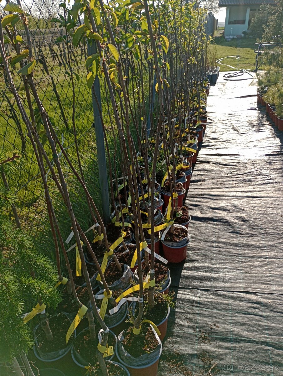 Višňa,Čerešňa,Slivka,jabloň - 5