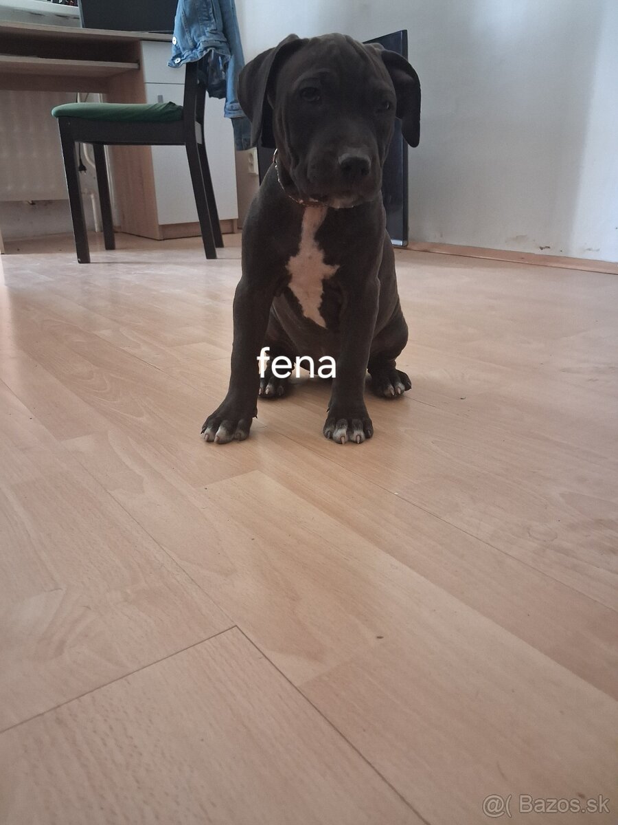 Americký Pitbullterrier - 5