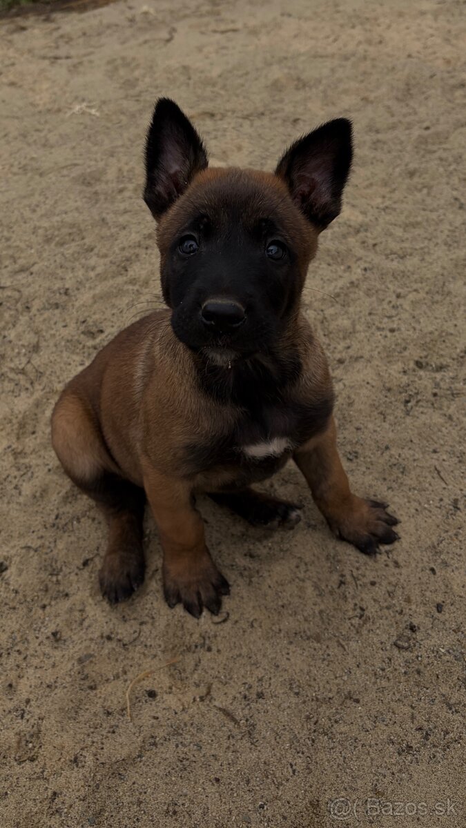 Malinois - 5