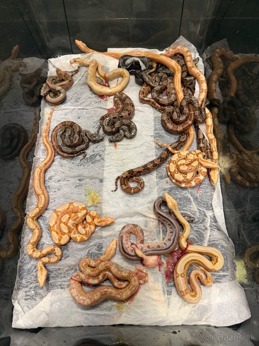 Boa Constrictor - Velhad Kralovsky - 5