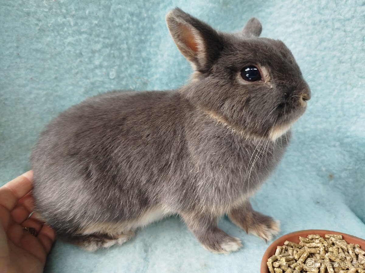 Zakrslý králik - 5