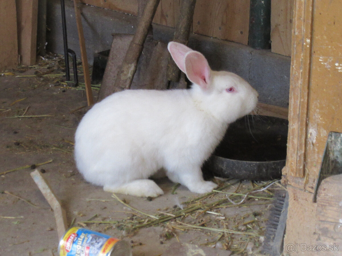 panonsky králik - 5