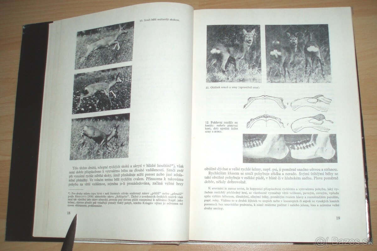 Srnčí zvěř - 5