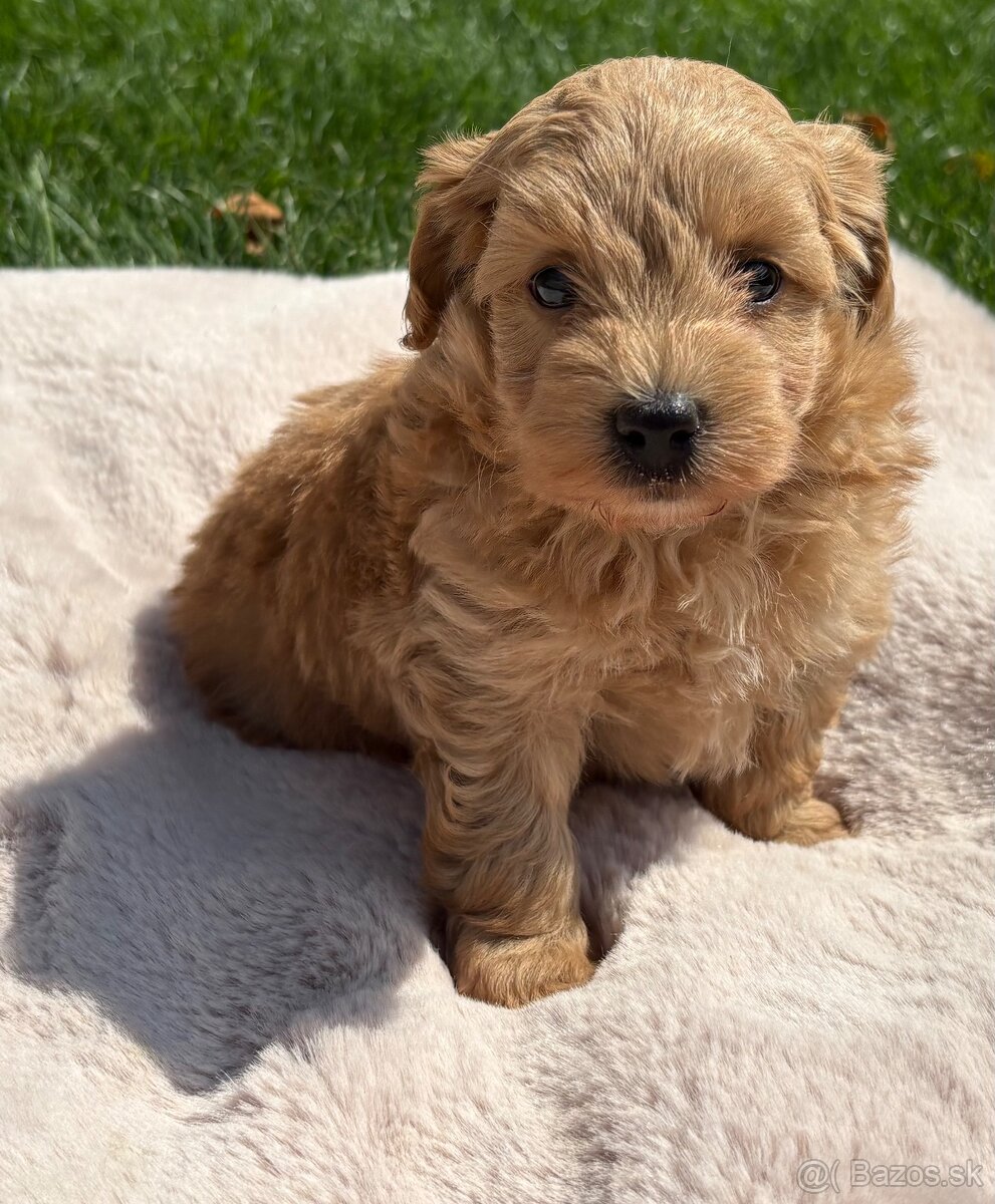Maltipoo - 5
