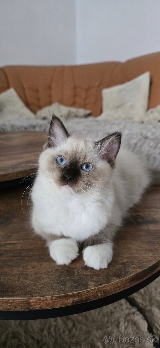 Ragdoll mačiatka s PP - 5