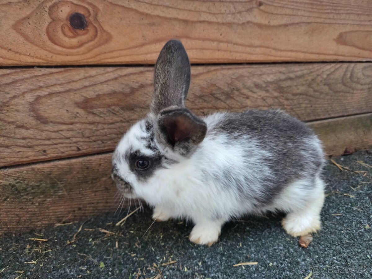 Predám králika - 5