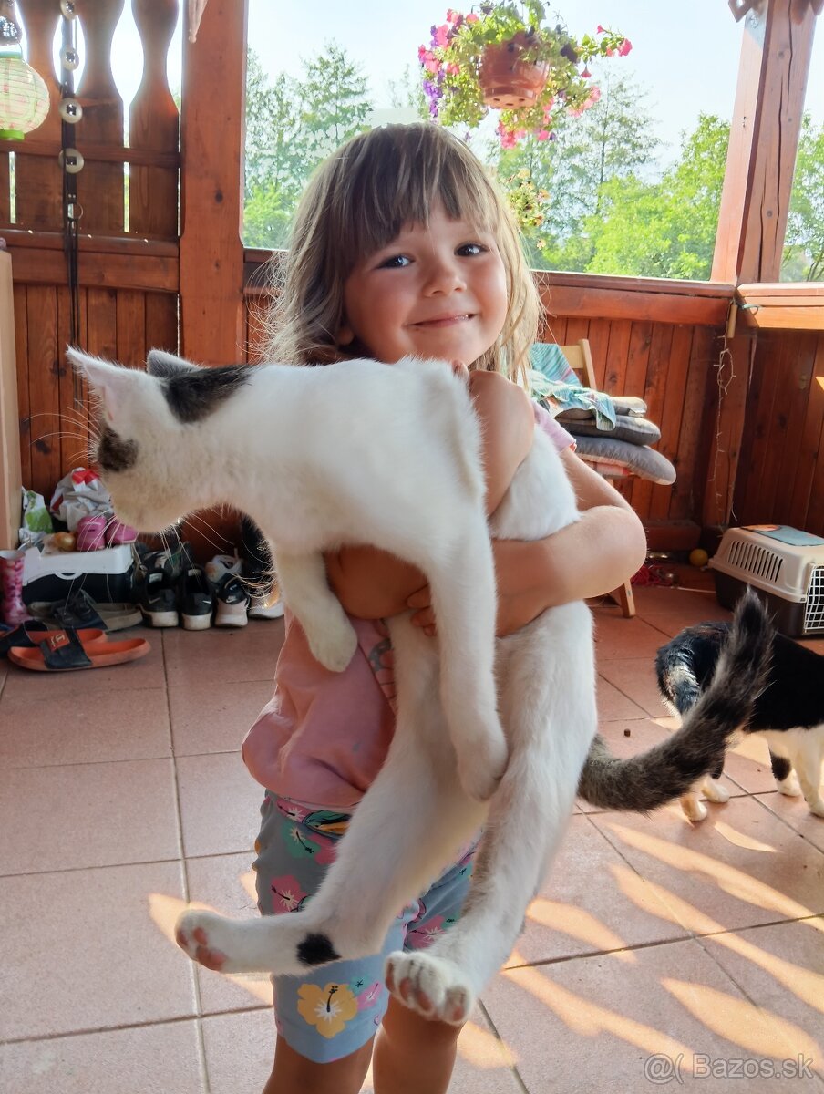 Kastrovana mačička - 5