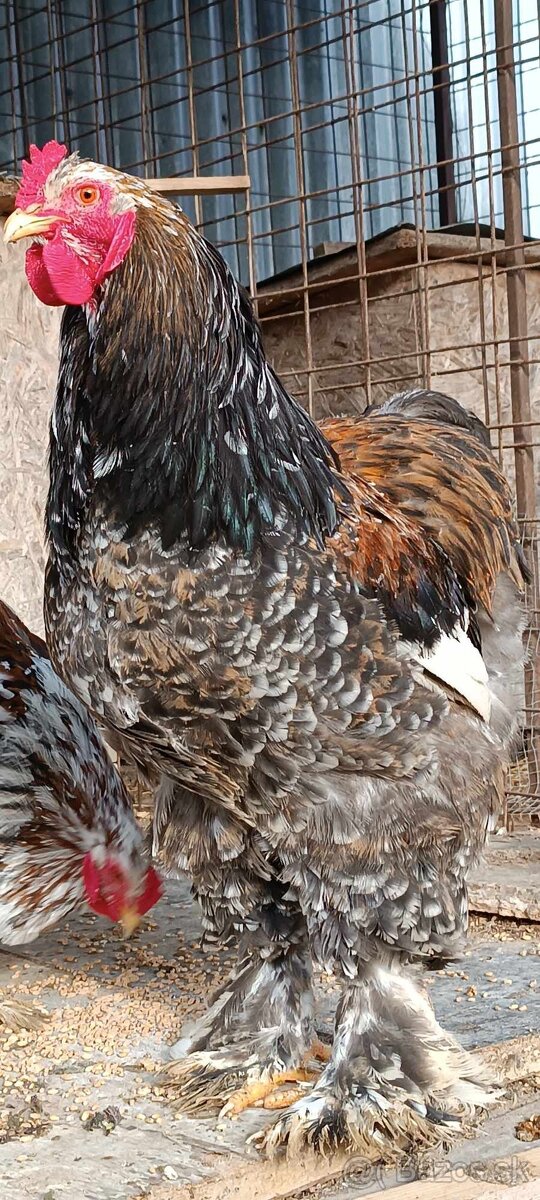 Brahmanka Pocelán - 5