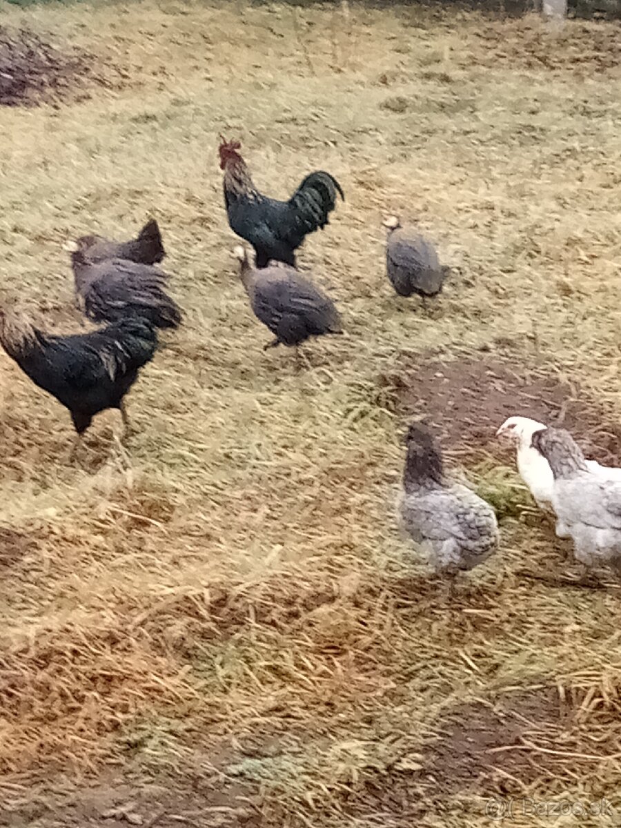 Predám Perličky - 5