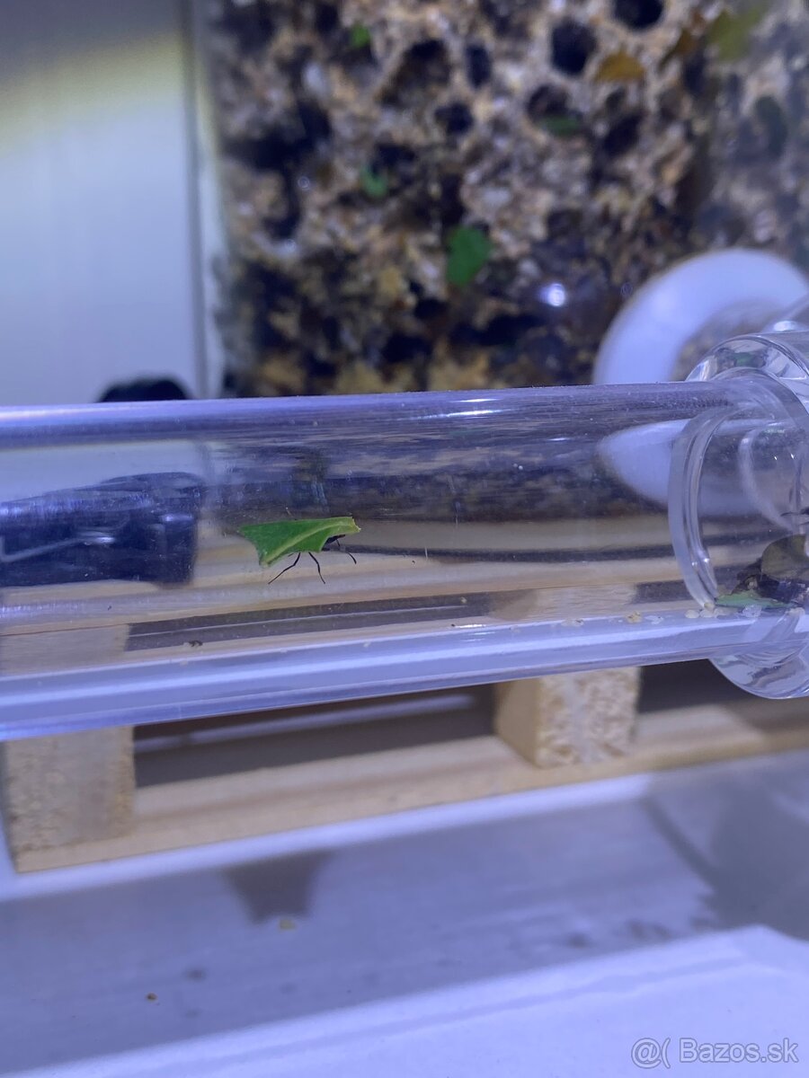 Acromyrmex lundii-Listorezné mravce - 5