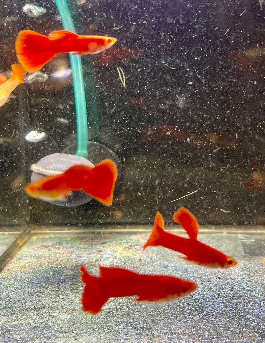 gupky (čisté formy) - 5