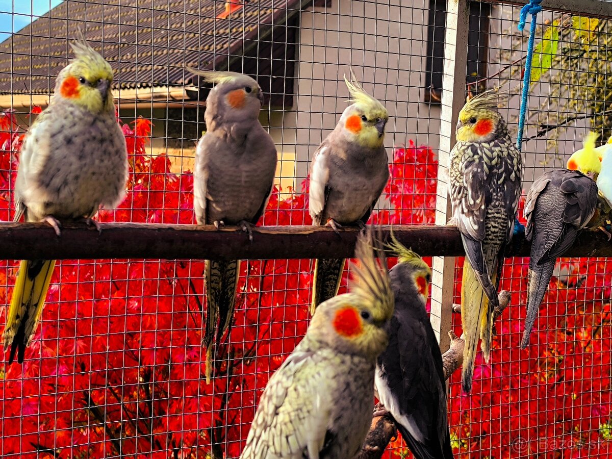 Korely výstavný typ - 5